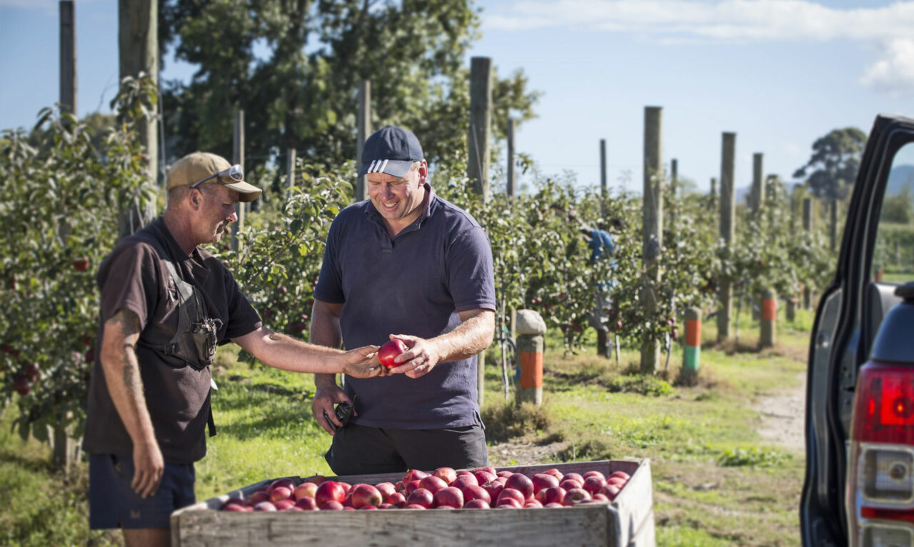 Over Twenty Years Experience, Golden Bay Fruit Orchards, NZ