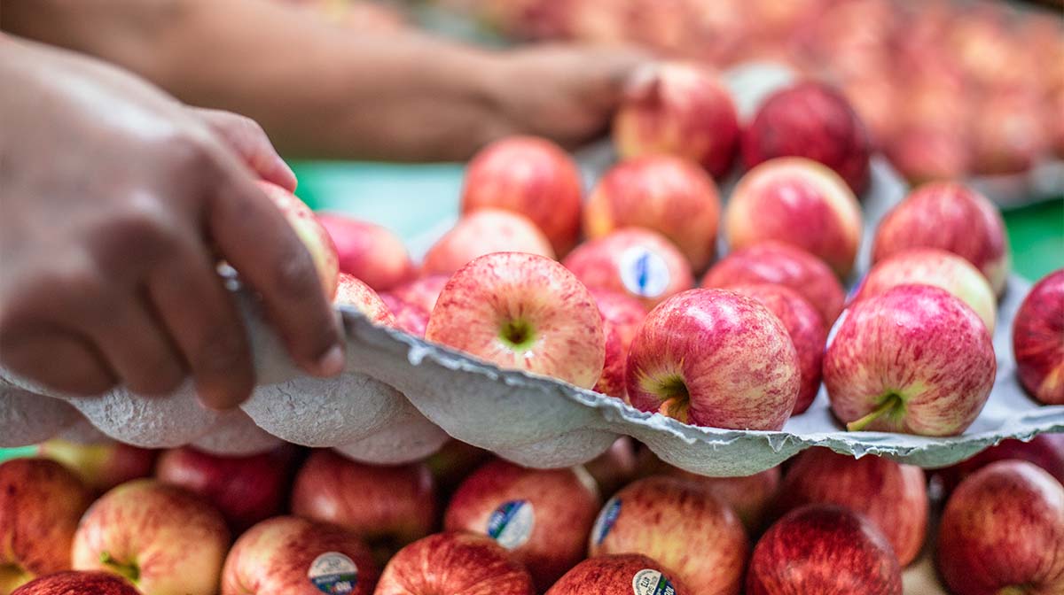 pakcing-apple-tray